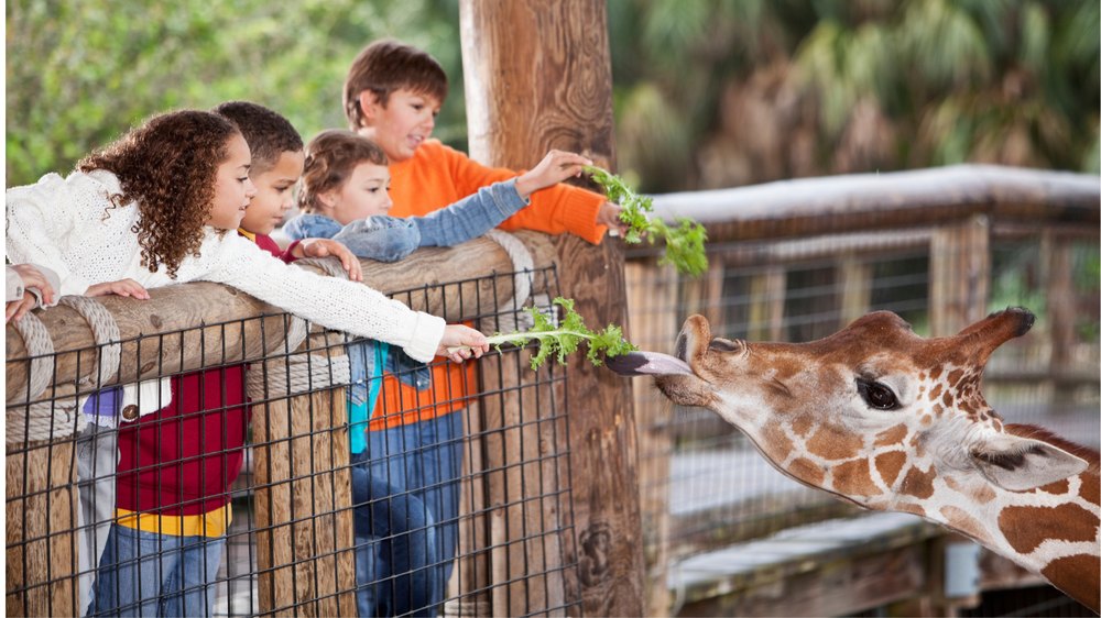 Children feeding a giraffe at a zoo using their family reciprocal zoo membership